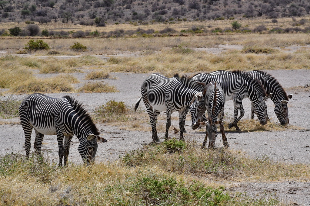 Buffalo Springs Nat. Reserve